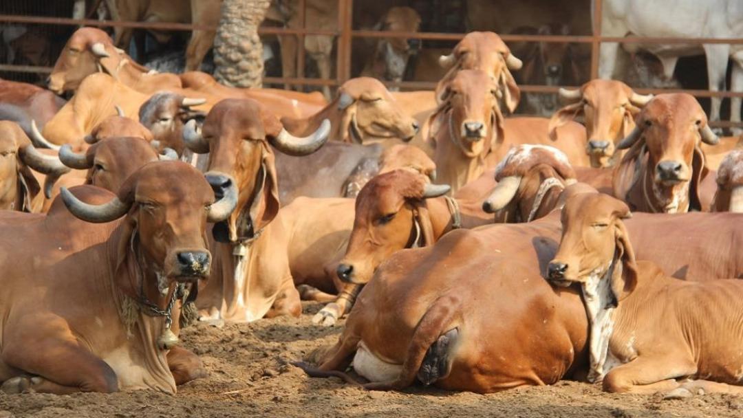 Gau Seva
